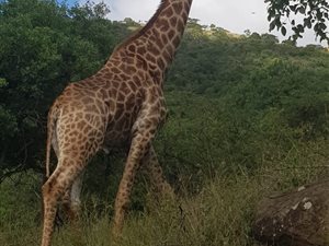 1563 ha Farm in Pongola