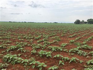 514 ha Farm in Roedtan
