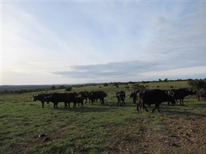 570 ha Farm in Bathurst and Surrounds