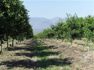 11 ha Farm in Barberton