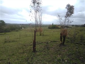 1.7 ha Land available in East London Central
