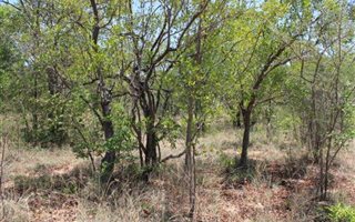 8565 m² Farm in Bela-Bela (Warmbaths)