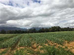 54.8 ha Farm in Riebeek Kasteel