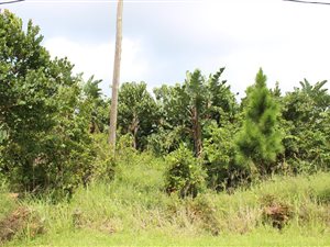 2006 m² Land available in Palm Beach