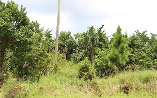 2006 m² Land available in Palm Beach