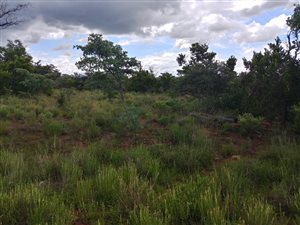 1 ha Farm in Modimole (Nylstroom)