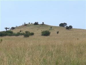 49.5 ha Farmland in Hoekplaats