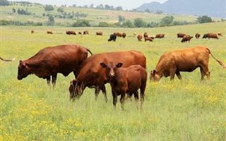 298 ha Farm in Ladybrand