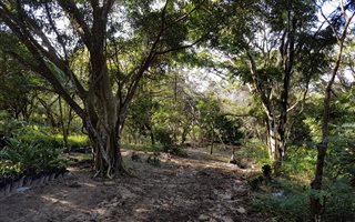 Smallholding in St Lucia