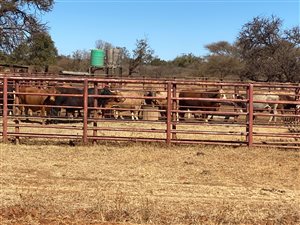 1141 ha Farm in Zeerust