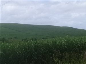11.1 ha Farm in Tongaat Central