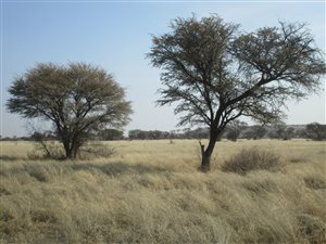 854 ha Farm in Vryburg