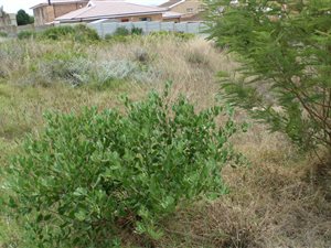 784 m² Land available in Menkenkop