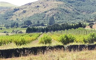 157 ha Farm in Kokstad