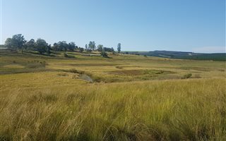 9 ha Farm in Greytown