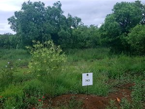 1474 m² Land available in Hazeldean (Silverlakes Surroundings)