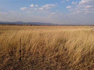 650 ha Farm in Alma