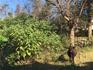594 m² Land available in Welbedacht
