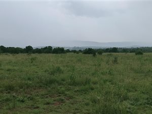45 ha Farm in Hartbeesfontein