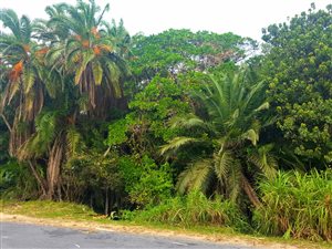 1403 m² Land available in Hibberdene