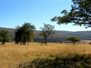 1334 ha Farm in Mookgophong (Naboomspruit)