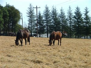 325 ha Farm in Mooi River