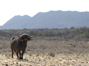 1277 ha Farm in Barrydale