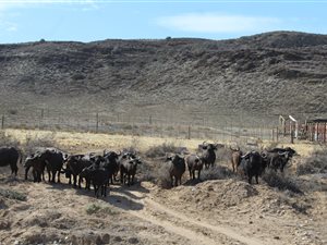 1277 ha Farm in Barrydale