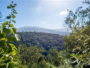 5.9 ha Land available in Hoekwil