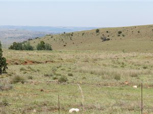 1126.6 ha Land available in Belfast