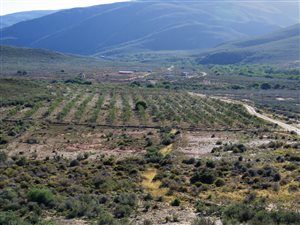 144 ha Farm in Swellendam