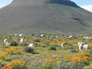 5729 ha Farm in Loeriesfontein