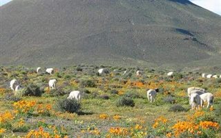 5729 ha Farm in Loeriesfontein