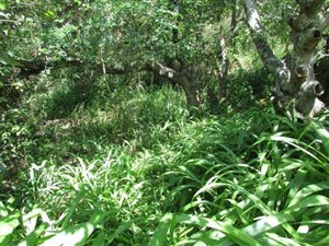 1111 m² Land available in Zimbali Coastal Resort