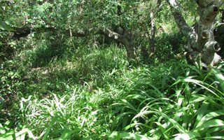 1111 m² Land available in Zimbali Coastal Resort