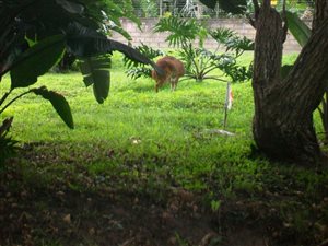 1684 m² Land available in Trafalgar