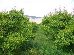 24 ha Farm in Ladismith