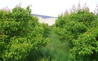 24 ha Farm in Ladismith