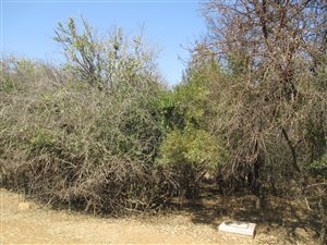 1.5 ha Land available in Leeuwfontein