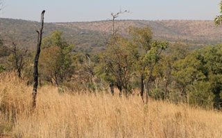 2500 m² Land available in Zwartkloof Private Game Reserve
