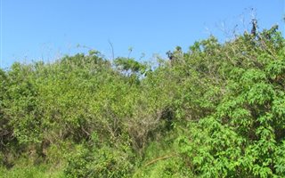 1100 m² Land available in Saiccor