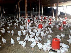 10.1 ha Farm in Onderstepoort