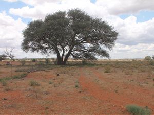 1434 ha Farm in Olifantshoek