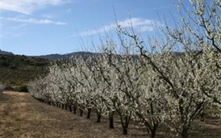 20 ha Farm in Laingsburg