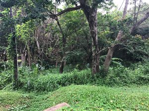 3037 m² Land available in Palm Beach