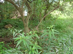2267 m² Land available in Monument Park