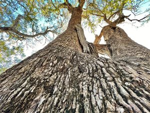 1 ha Land available in Hoedspruit