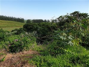 1012 m² Land available in Tinley Manor and surrounds