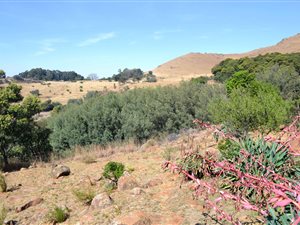 45 ha Farm in Lydenburg