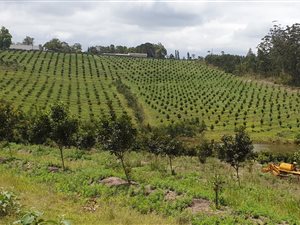 11.7 ha Farm in Port Shepstone